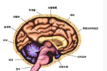 시상 뇌 모델